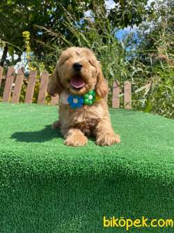Muhtesem Tuy Yapisi Ile Maltipoo Yavrular 2
