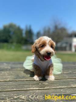 Muhtesem Tuy Yapisi Ile Maltipoo Yavrularimiz 3