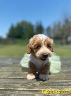 Muhtesem Tuy Yapisi Ile Maltipoo Yavrularimiz 2