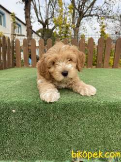Muhtesem Tuy Yapisi Ile Maltipoo Yavrularimiz 3