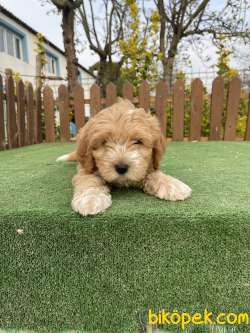 Muhtesem Tuy Yapisi Ile Maltipoo Yavrularimiz 2