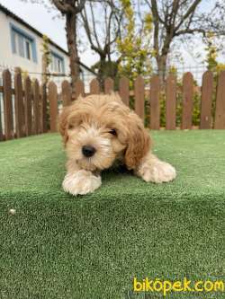 Muhtesem Tuy Yapisi Ile Maltipoo Yavrularimiz 1