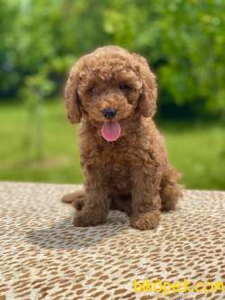 Muhtesem Tuy Yapisi Ile Poodle Bebekler 2