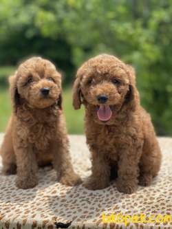 Muhtesem Tuy Yapisi Ile Poodle Bebekler 3