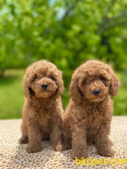 Muhtesem Tuy Yapisi Ile Poodle Bebekler 1