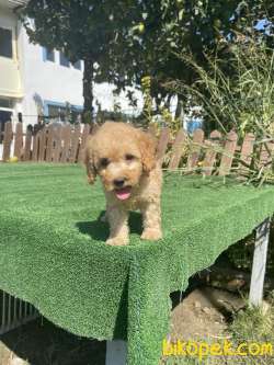 Muhtesem Tuy Yapisi Ile Toy Poodle Bebeklerimiz 3