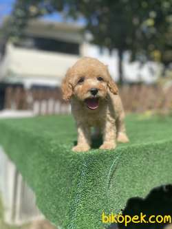 Muhtesem Tuy Yapisi Ile Toy Poodle Bebeklerimiz 2