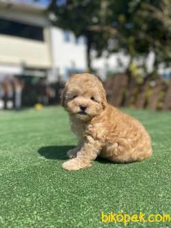 Muhtesem Tüy Yapisi Ile Toy Poodle Yavrularimiz 3