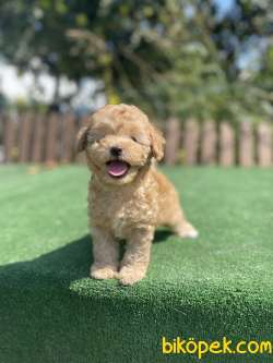 Muhtesem Tüy Yapisi Ile Toy Poodle Yavrularimiz 2