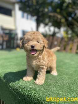 Muhtesem Tüy Yapisi Ile Toy Poodle Yavrularimiz 1