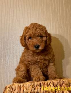 MUHTEŞEM TÜY YAPISIYLA TOY POODLE 1
