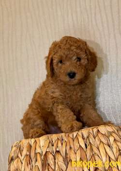 MUHTEŞEM TÜY YAPISIYLA TOY POODLE 4