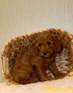 MUHTEŞEM TÜY YAPISIYLA TOY POODLE 2