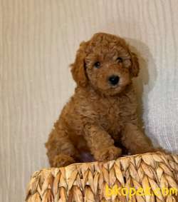 MUHTEŞEM TÜY YAPISIYLA TOY POODLE 5