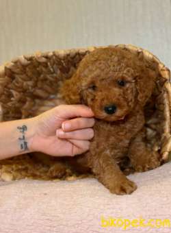 MUHTEŞEM TÜY YAPISIYLA TOY POODLE 3