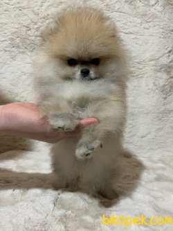 Muhteşem Yapıda Teacup Pomeranian 1