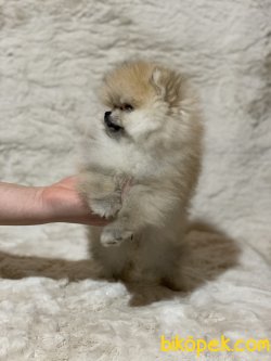 Muhteşem Yapıda Teacup Pomeranian 5