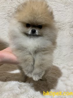 Muhteşem Yapıda Teacup Pomeranian 3