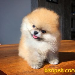 Muhteşem Yapıda Teacup Pomeranian 4