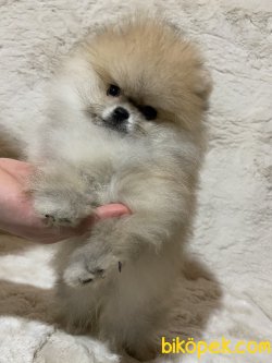 Muhteşem Yapıda Teacup Pomeranian 2
