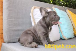 MUHTEŞM FRANSIZ BULLDOG YAVRULARIMIZ 1