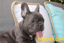 MUHTEŞM FRANSIZ BULLDOG YAVRULARIMIZ 2