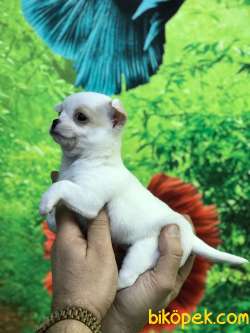 MÜKEMMEL 0 NUMARA CHIHUAHUA BEBEKLERİMİZ 3