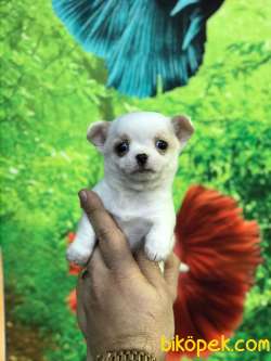 MÜKEMMEL 0 NUMARA CHIHUAHUA BEBEKLERİMİZ 2