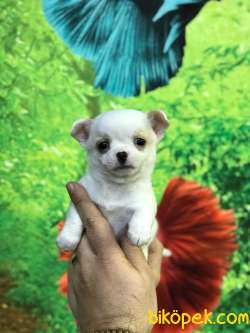 MÜKEMMEL 0 NUMARA CHIHUAHUA BEBEKLERİMİZ 1