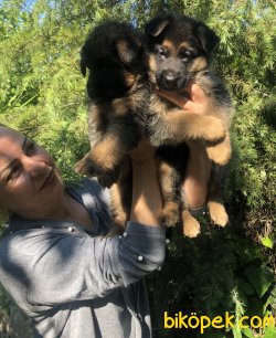 Mükemmel Alman Çoban Köpeği Yavrularımız 2
