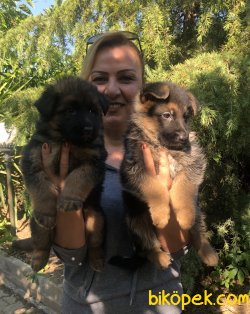 Mükemmel Alman Çoban Köpeği Yavrularımız 3