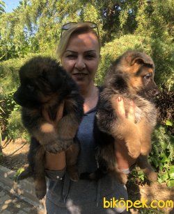 Mükemmel Alman Çoban Köpeği Yavrularımız 1