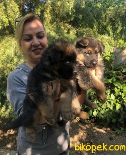 Mükemmel Alman Çoban Köpeği Yavrularımız 5