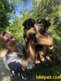 Mükemmel Alman Çoban Köpeği Yavrularımız 4