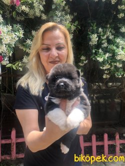 Mükemmel American Akita Yavrularımız 1