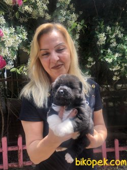 Mükemmel American Akita Yavrularımız 3