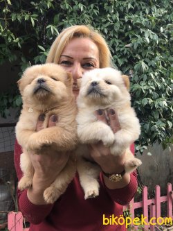 Mükemmel Ayı Surat Cin Aslanı  Chow Chow Yavrularımız 1