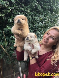 Mükemmel Ayı Surat Cin Aslanı  Chow Chow Yavrularımız 4