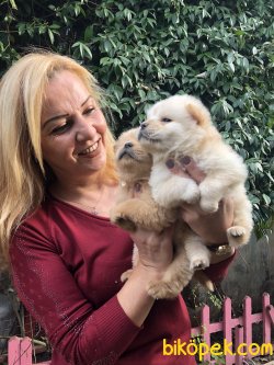 Mükemmel Ayı Surat Cin Aslanı  Chow Chow Yavrularımız 5