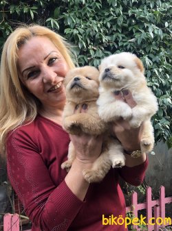 Mükemmel Ayı Surat Cin Aslanı  Chow Chow Yavrularımız 3