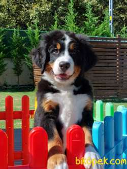 Mukemmel Bernese Yavrulari 3