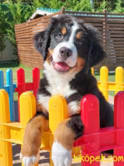 Mukemmel Bernese Yavrulari 5