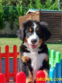 Mukemmel Bernese Yavrulari 4