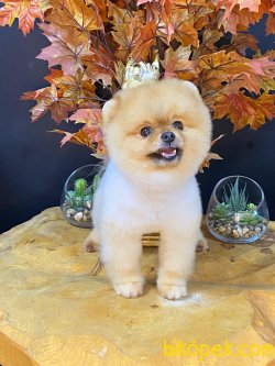 MÜKEMMEL BOO POMERANİAN MİNİKLERİMİZ 4