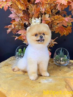 MÜKEMMEL BOO POMERANİAN MİNİKLERİMİZ 3