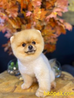 MÜKEMMEL BOO POMERANİAN MİNİKLERİMİZ 2