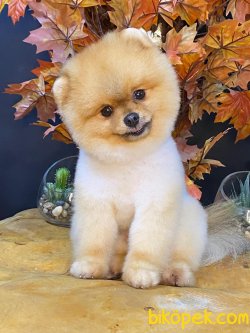 MÜKEMMEL BOO POMERANİAN MİNİKLERİMİZ 1