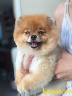 MÜKEMMEL BOO POMERANİAN YAVRULARIMIZ 2