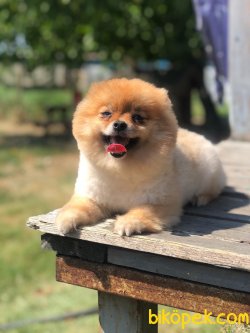 MÜKEMMEL BOO POMERANİAN YAVRULARIMIZ 1