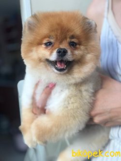 MÜKEMMEL BOO POMERANİAN YAVRULARIMIZ 3